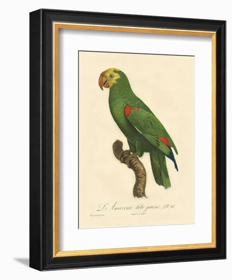 Barraband Parrot No. 86-Jacques Barraband-Framed Art Print