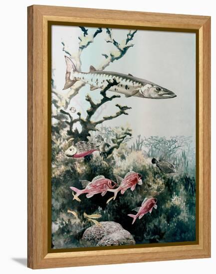 Barracuda and Reef Fishes-null-Framed Premier Image Canvas