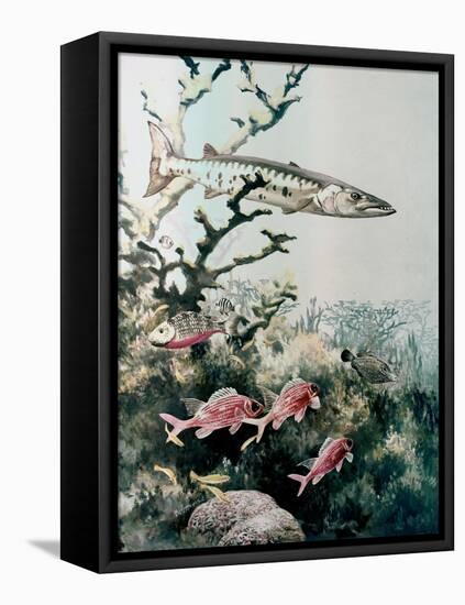 Barracuda and Reef Fishes-null-Framed Premier Image Canvas