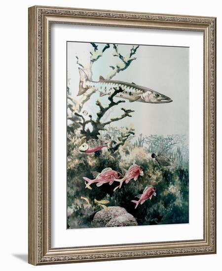 Barracuda and Reef Fishes-null-Framed Giclee Print