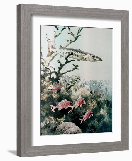 Barracuda and Reef Fishes-null-Framed Giclee Print