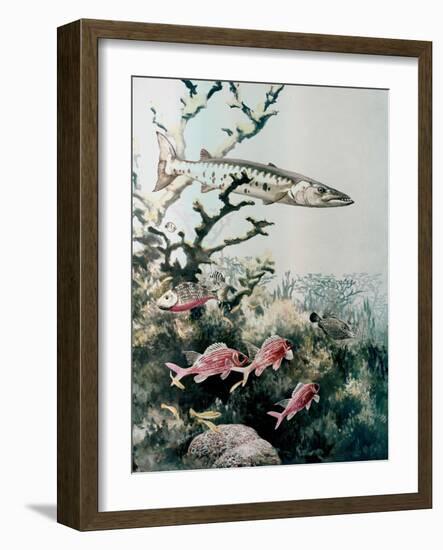 Barracuda and Reef Fishes-null-Framed Giclee Print