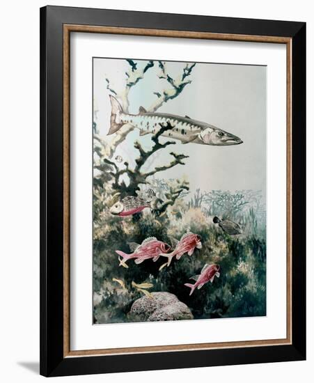 Barracuda and Reef Fishes-null-Framed Giclee Print