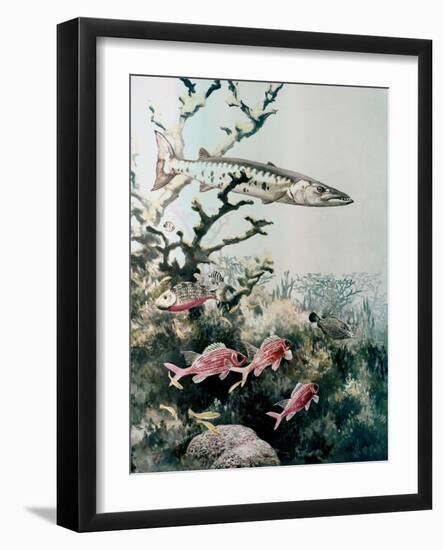 Barracuda and Reef Fishes-null-Framed Giclee Print