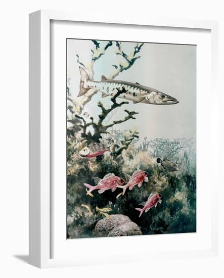 Barracuda and Reef Fishes-null-Framed Giclee Print