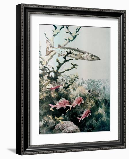 Barracuda and Reef Fishes-null-Framed Giclee Print