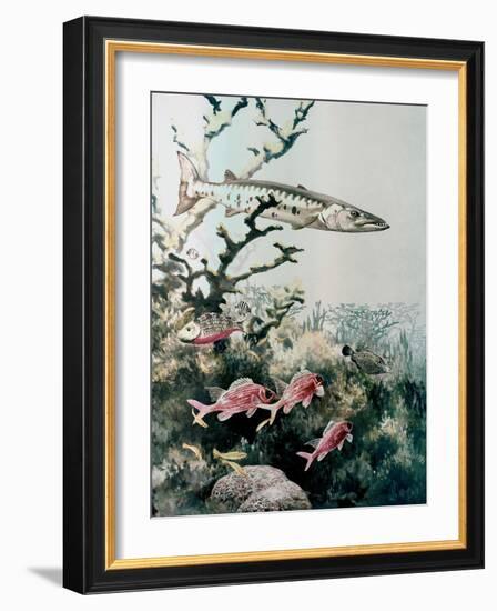 Barracuda and Reef Fishes-null-Framed Giclee Print