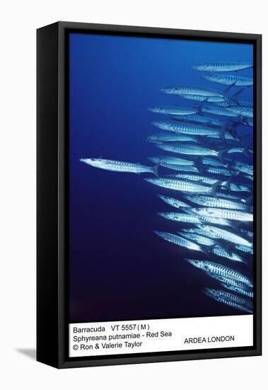 Barracuda Shoal-null-Framed Premier Image Canvas