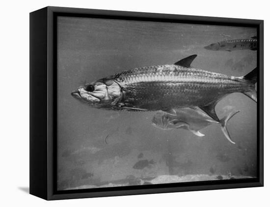 Barracuda Swimming Through the Ocean-null-Framed Premier Image Canvas