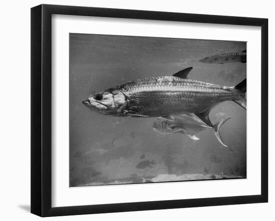 Barracuda Swimming Through the Ocean-null-Framed Photographic Print