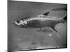 Barracuda Swimming Through the Ocean-null-Mounted Photographic Print