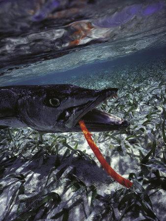 barracuda tube lure