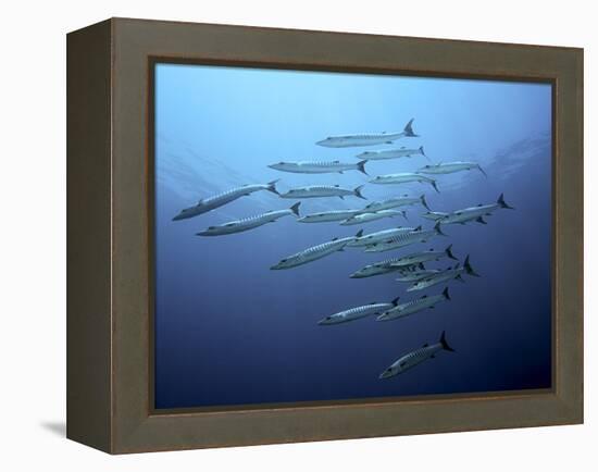 Barracudas-Henry Jager-Framed Premier Image Canvas