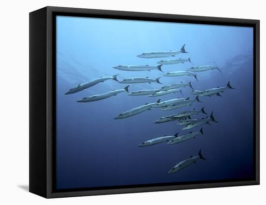 Barracudas-Henry Jager-Framed Premier Image Canvas