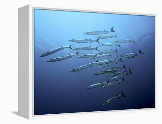 Barracudas-Henry Jager-Framed Premier Image Canvas