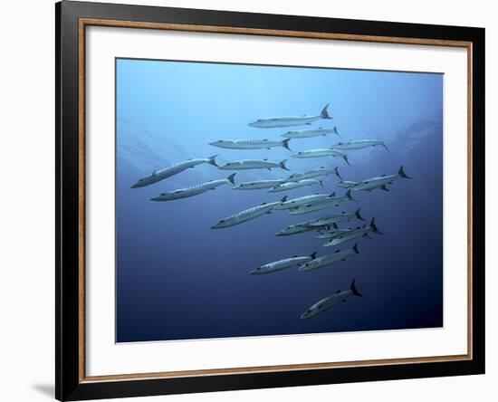 Barracudas-Henry Jager-Framed Photographic Print