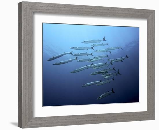 Barracudas-Henry Jager-Framed Photographic Print