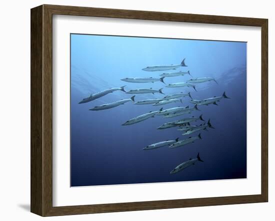 Barracudas-Henry Jager-Framed Photographic Print