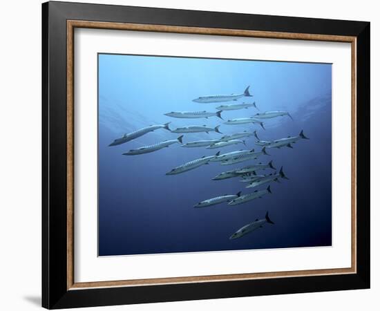 Barracudas-Henry Jager-Framed Photographic Print