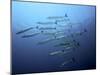 Barracudas-Henry Jager-Mounted Photographic Print