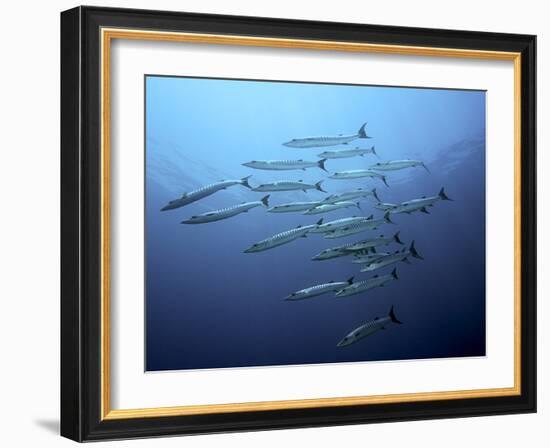 Barracudas-Henry Jager-Framed Photographic Print