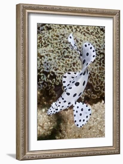 Barramundi Cod-Matthew Oldfield-Framed Photographic Print