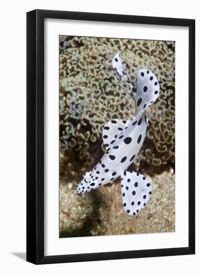 Barramundi Cod-Matthew Oldfield-Framed Photographic Print