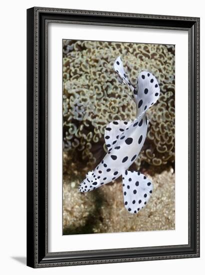 Barramundi Cod-Matthew Oldfield-Framed Photographic Print