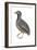 Barred or Common Button Quail (Turnix Suscitator), Birds-Encyclopaedia Britannica-Framed Art Print