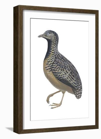 Barred or Common Button Quail (Turnix Suscitator), Birds-Encyclopaedia Britannica-Framed Art Print