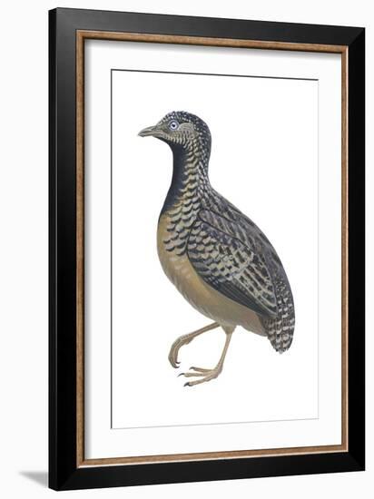 Barred or Common Button Quail (Turnix Suscitator), Birds-Encyclopaedia Britannica-Framed Art Print