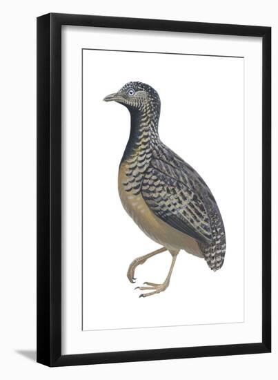 Barred or Common Button Quail (Turnix Suscitator), Birds-Encyclopaedia Britannica-Framed Art Print