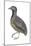 Barred or Common Button Quail (Turnix Suscitator), Birds-Encyclopaedia Britannica-Mounted Art Print