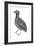 Barred or Common Button Quail (Turnix Suscitator), Birds-Encyclopaedia Britannica-Framed Art Print