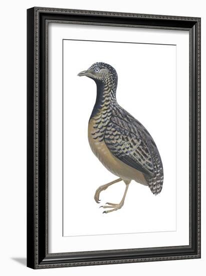 Barred or Common Button Quail (Turnix Suscitator), Birds-Encyclopaedia Britannica-Framed Art Print