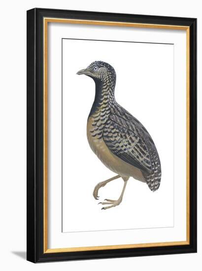 Barred or Common Button Quail (Turnix Suscitator), Birds-Encyclopaedia Britannica-Framed Art Print