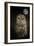 Barred Owl and the Moon-Jai Johnson-Framed Giclee Print