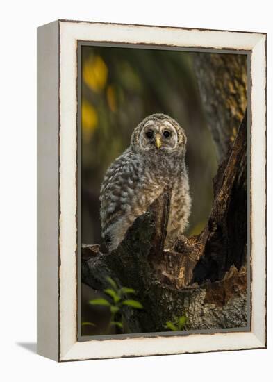 Barred Owl Chick in Nest Cavity in an Oak Tree Hammock, Florida-Maresa Pryor-Framed Premier Image Canvas