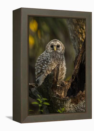 Barred Owl Chick in Nest Cavity in an Oak Tree Hammock, Florida-Maresa Pryor-Framed Premier Image Canvas