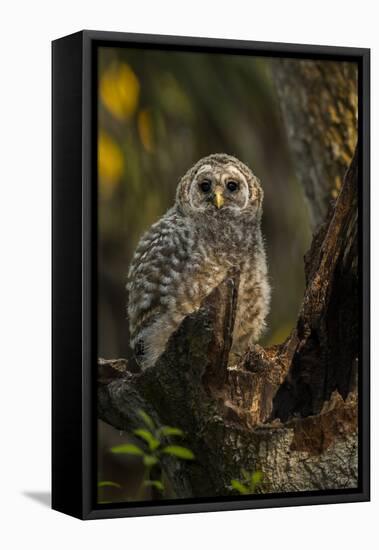 Barred Owl Chick in Nest Cavity in an Oak Tree Hammock, Florida-Maresa Pryor-Framed Premier Image Canvas