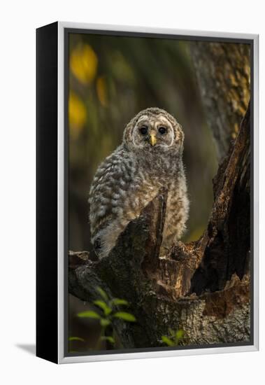 Barred Owl Chick in Nest Cavity in an Oak Tree Hammock, Florida-Maresa Pryor-Framed Premier Image Canvas