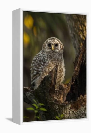 Barred Owl Chick in Nest Cavity in an Oak Tree Hammock, Florida-Maresa Pryor-Framed Premier Image Canvas