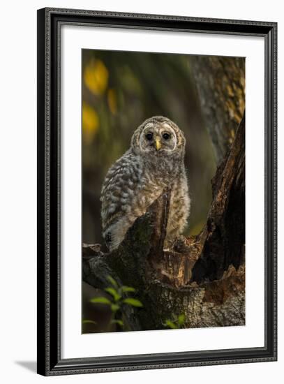 Barred Owl Chick in Nest Cavity in an Oak Tree Hammock, Florida-Maresa Pryor-Framed Photographic Print