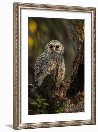 Barred Owl Chick in Nest Cavity in an Oak Tree Hammock, Florida-Maresa Pryor-Framed Photographic Print