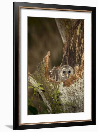 Barred Owl Chick in Nest Cavity in an Oak Tree Hammock, Florida-Maresa Pryor-Framed Photographic Print