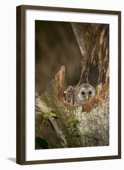 Barred Owl Chick in Nest Cavity in an Oak Tree Hammock, Florida-Maresa Pryor-Framed Photographic Print