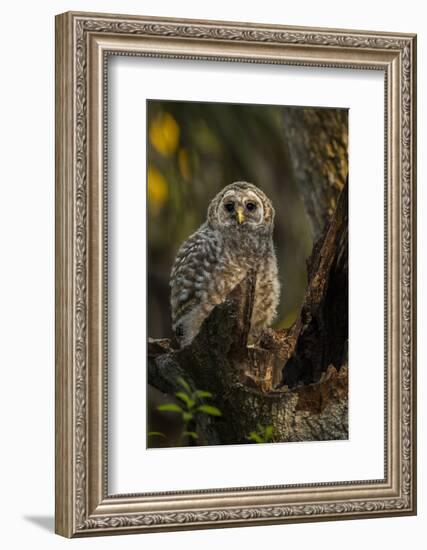 Barred Owl Chick in Nest Cavity in an Oak Tree Hammock, Florida-Maresa Pryor-Framed Photographic Print