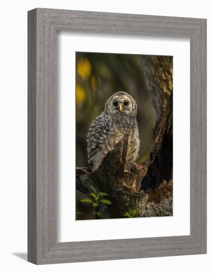 Barred Owl Chick in Nest Cavity in an Oak Tree Hammock, Florida-Maresa Pryor-Framed Photographic Print