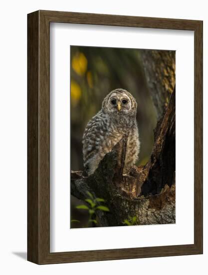 Barred Owl Chick in Nest Cavity in an Oak Tree Hammock, Florida-Maresa Pryor-Framed Photographic Print