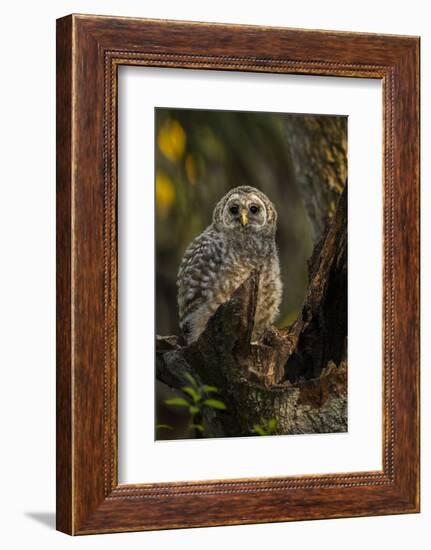 Barred Owl Chick in Nest Cavity in an Oak Tree Hammock, Florida-Maresa Pryor-Framed Photographic Print